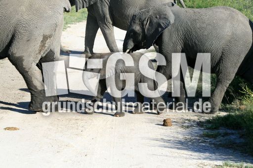 Afrikanischer_Elefant_22.JPG
